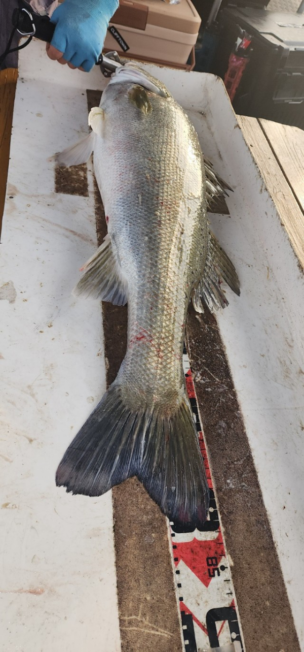 예지퀸호 농어외수질&어초낚시 경기인천권_사진_20250724_20.jpg