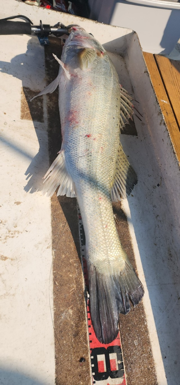 예지퀸호 농어외수질&어초낚시 경기인천권_사진_20250725_17.jpg