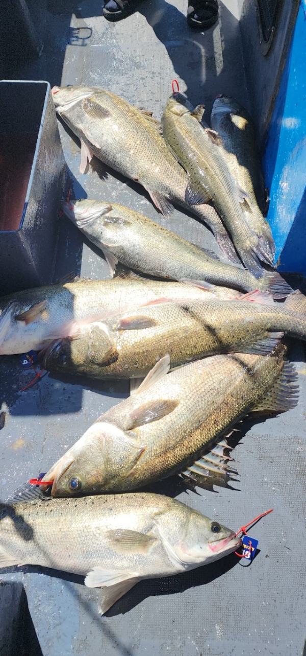 예지퀸호 농어외수질&어초낚시 경기인천권_사진_20250727_20.jpg