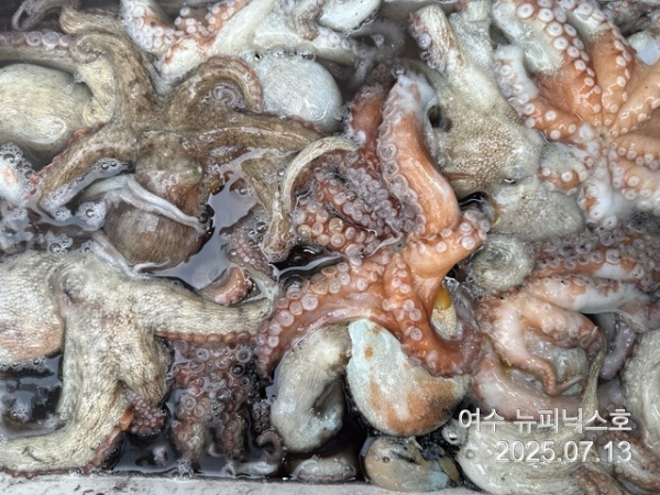 7월13일문어 (60).jpg
