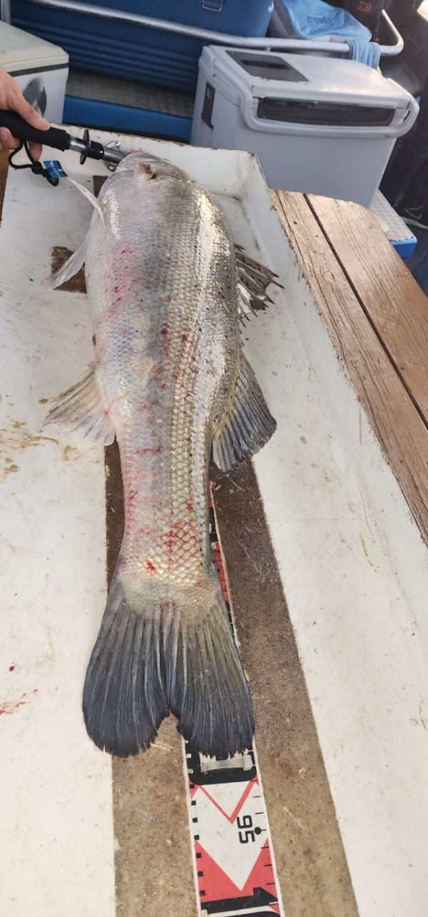 예지퀸호 농어외수질&어초낚시 경기인천권_사진_20250725_13.jpg