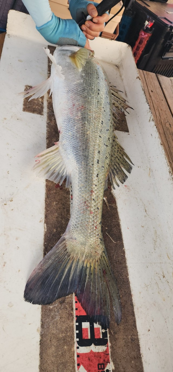 예지퀸호 농어외수질&어초낚시 경기인천권_사진_20250724_4.jpg