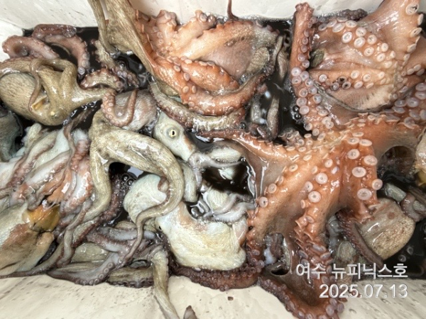 7월13일문어 (71).jpg
