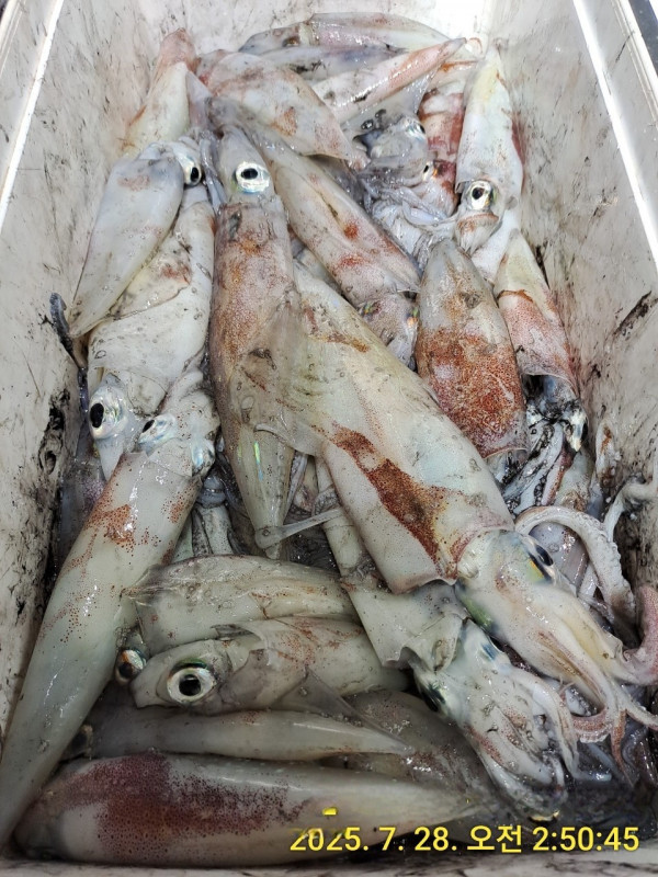 바다꾼낚시(신아라호)_사진_20250728_7.jpg
