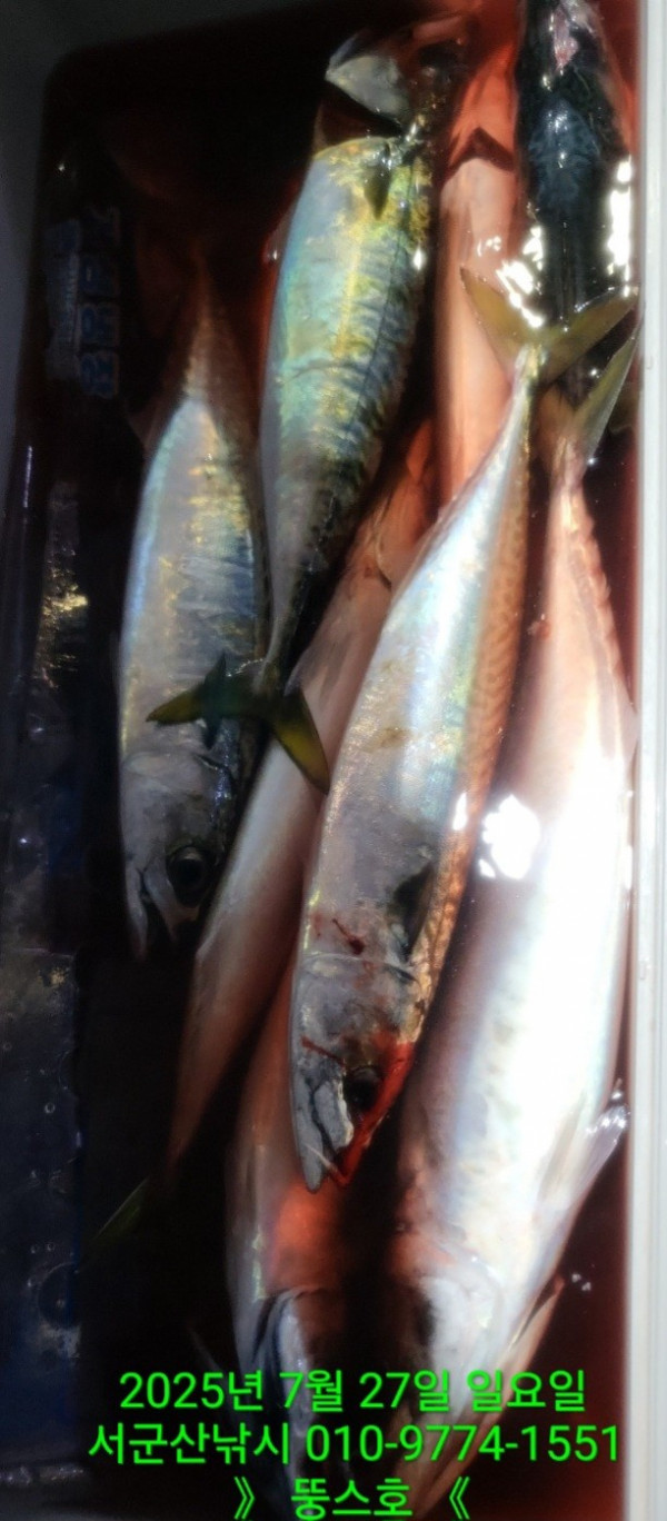 군산 선상낚시, 바다낚시 출조 전문 ☆서군산낚시☆_사진_20250727_38.jpg