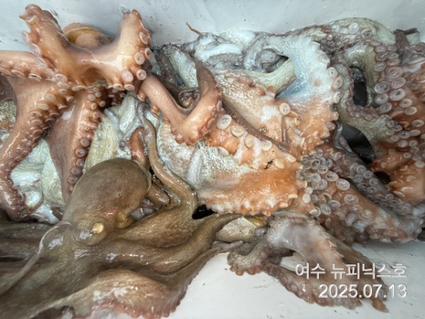 7월13일문어 (56).jpg