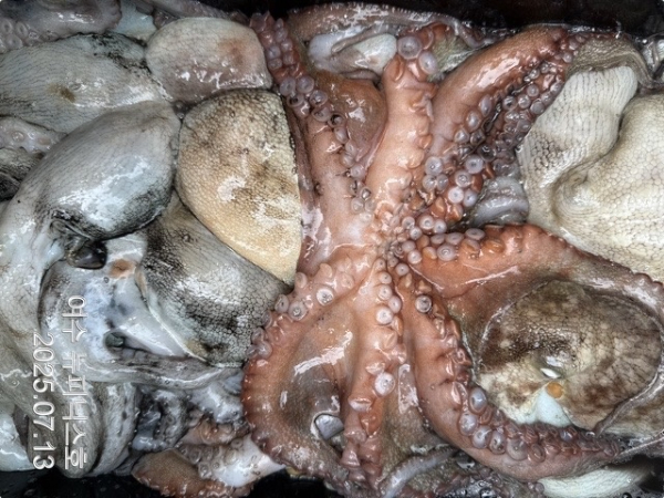 7월13일문어 (62)-tile.jpg