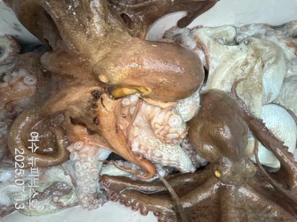 7월13일문어 (57)-tile.jpg