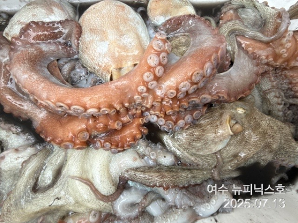 7월13일문어 (74).jpg