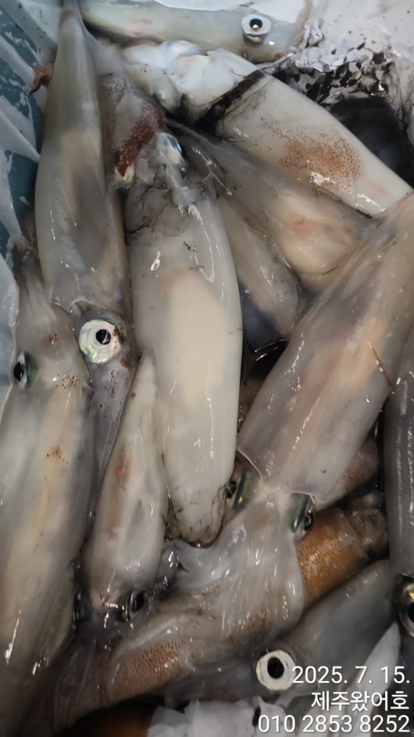 제주왔어호_사진_20250715_8.jpg