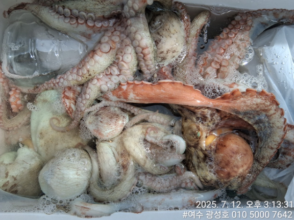 여수광성호(갈치,문어,쭈꾸미,갑오징어,한치,생활낚시)_사진_20250712_15.jpg