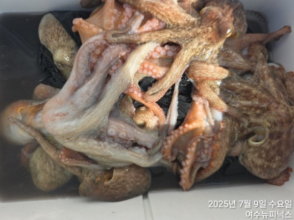7월9일문어 (14).jpg