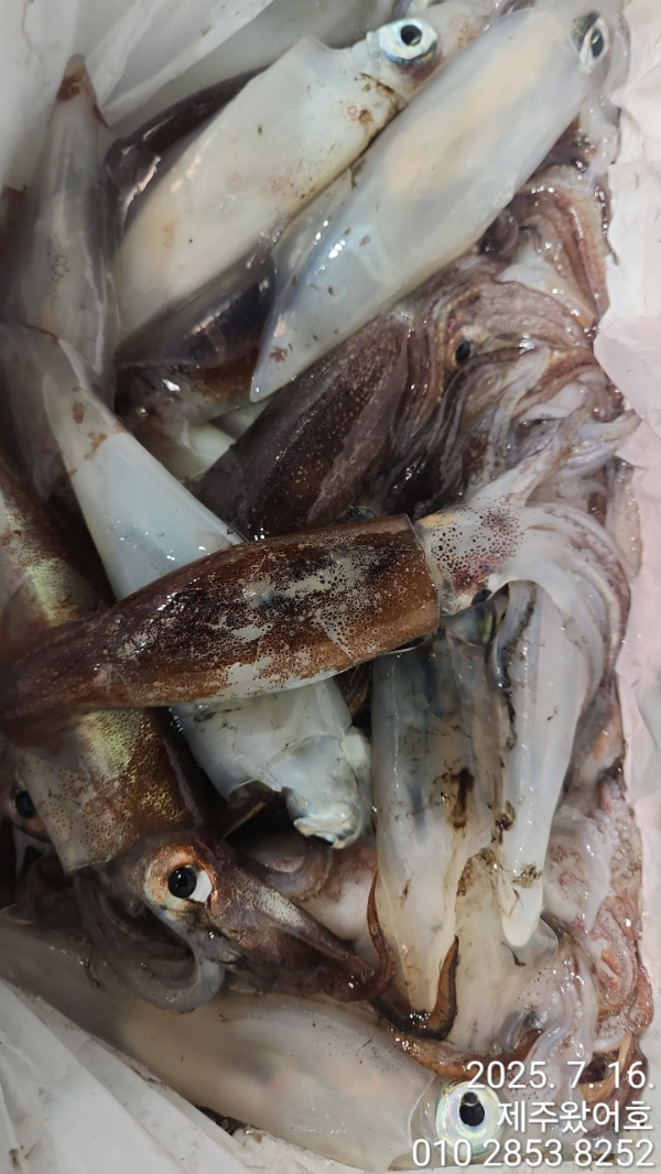 제주왔어호_사진_20250716_7.jpg