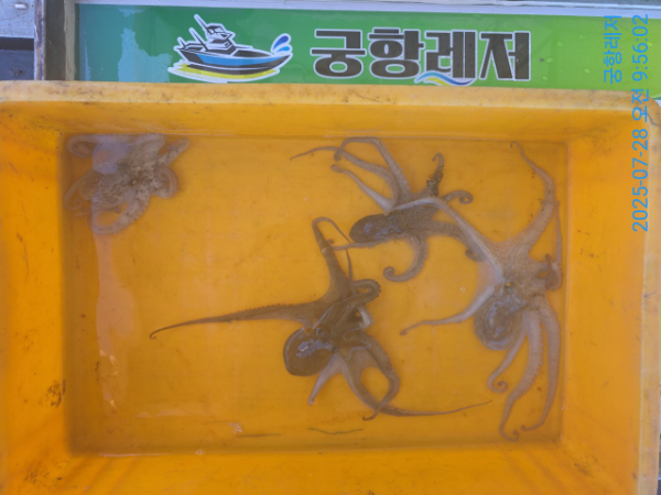궁항레저_사진_20250729_9.jpg