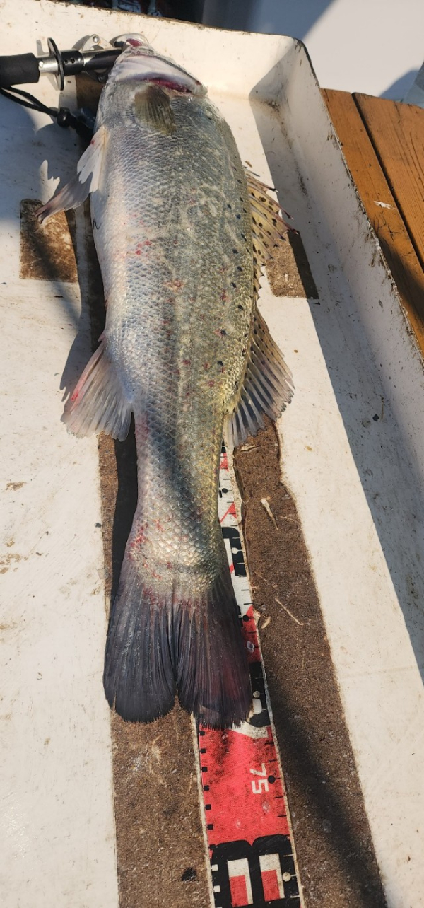 예지퀸호 농어외수질&어초낚시 경기인천권_사진_20250725_7.jpg