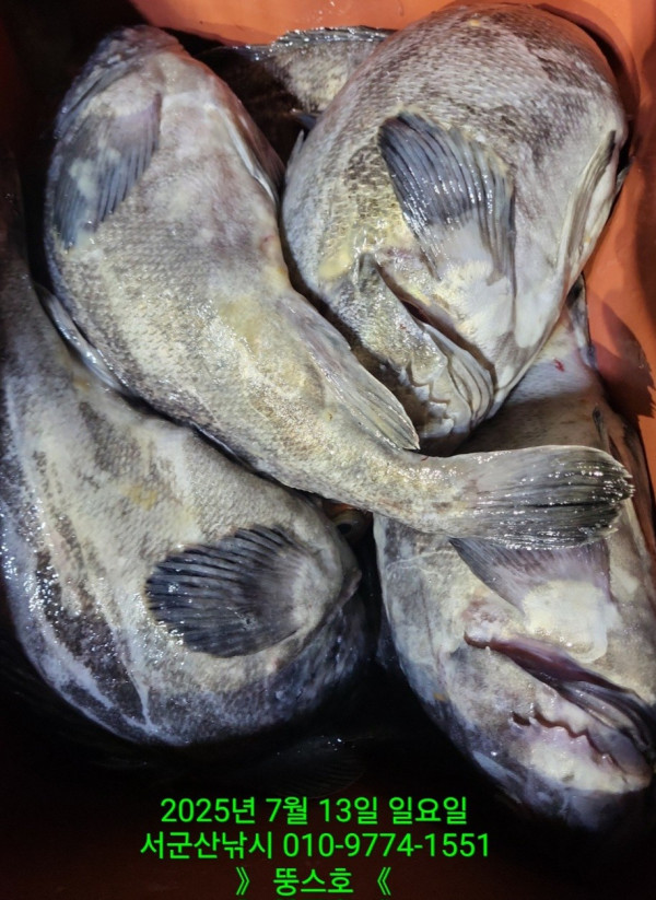 군산 선상낚시, 바다낚시 출조 전문 ☆서군산낚시☆_사진_20250713_38.jpg