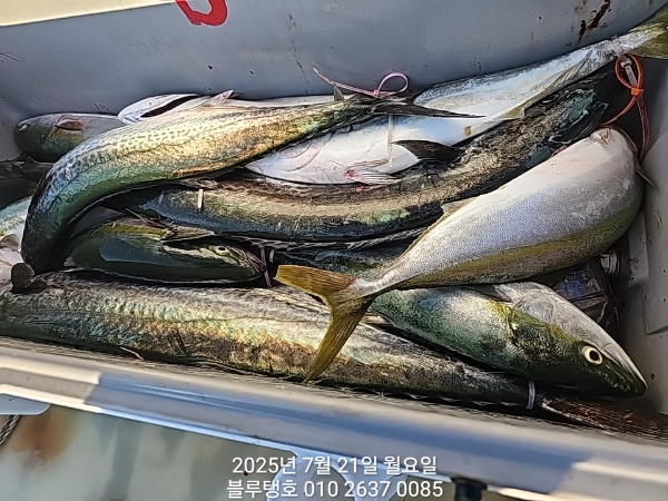 20250721_182715.jpg
