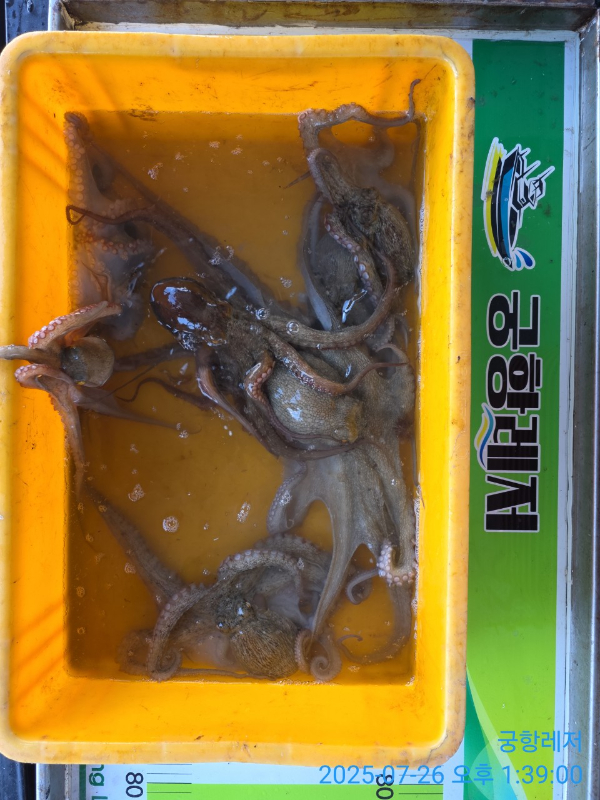 궁항레저_사진_20250727_6.jpg