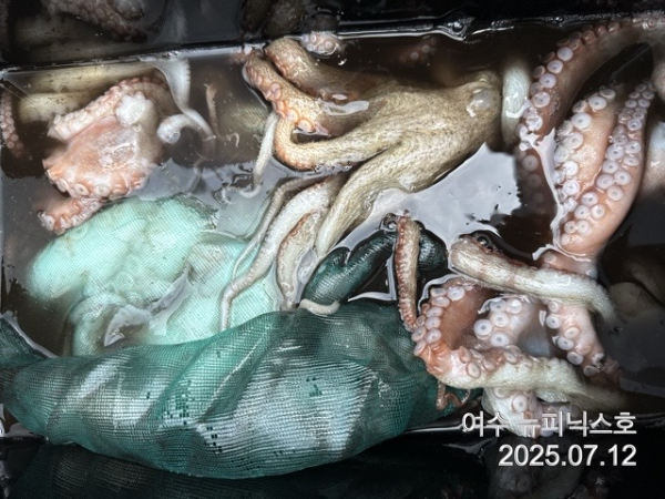 7월12일문어 (19).jpg