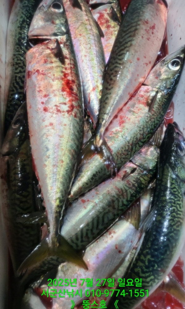 군산 선상낚시, 바다낚시 출조 전문 ☆서군산낚시☆_사진_20250727_34.jpg