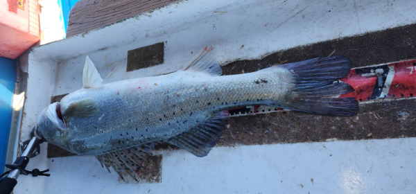 예지퀸호 농어외수질&어초낚시 경기인천권_사진_20250727_7.jpg