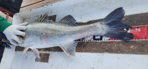 예지퀸호 농어외수질&어초낚시 경기인천권_사진_20250724_12.jpg
