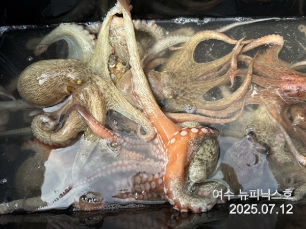 7월12일문어 (16).jpg