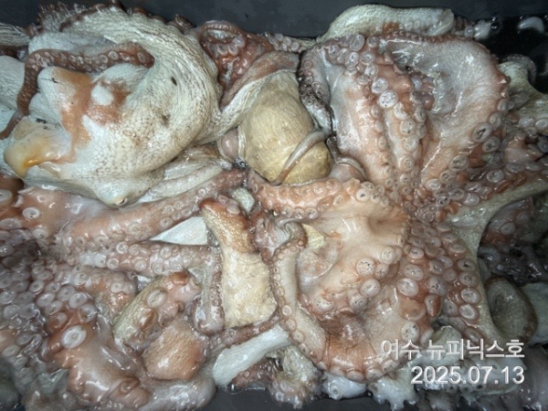 7월13일문어 (54).jpg