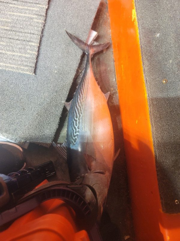 군산 선상낚시, 바다낚시 출조 전문 ☆서군산낚시☆_사진_20250727_5.jpg