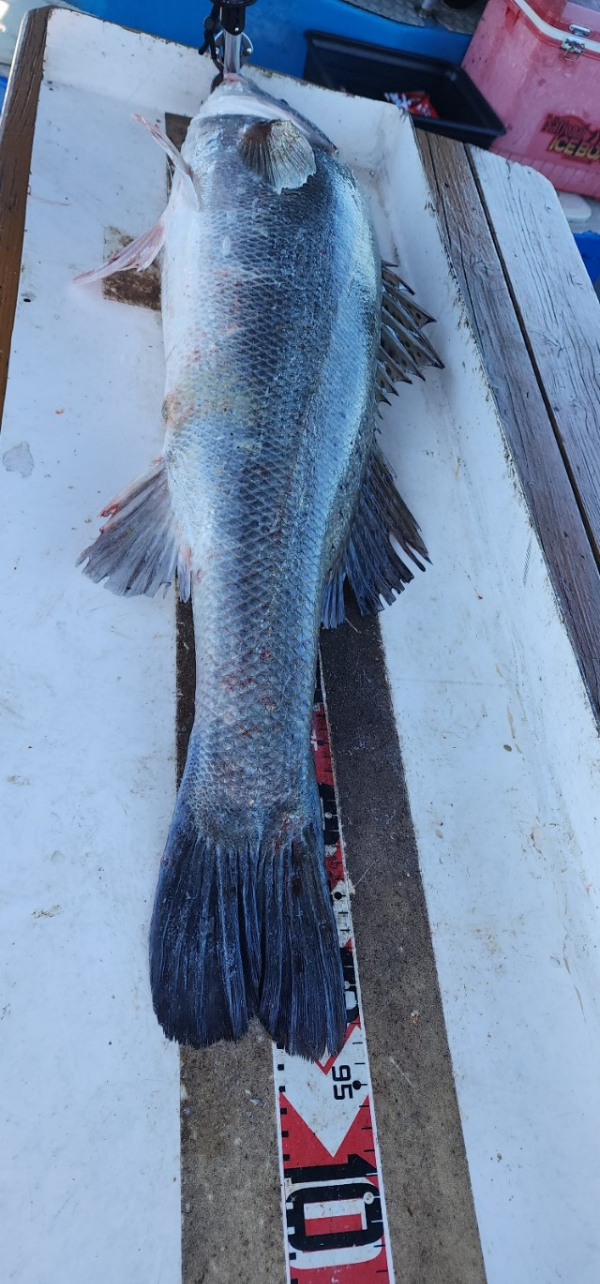 예지퀸호 농어외수질&어초낚시 경기인천권_사진_20250727_2.jpg