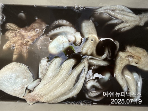 7월19일문어 (10).jpg