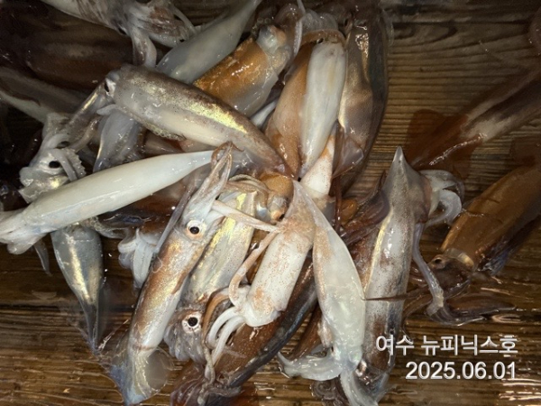 6월1일한치 (57).jpg