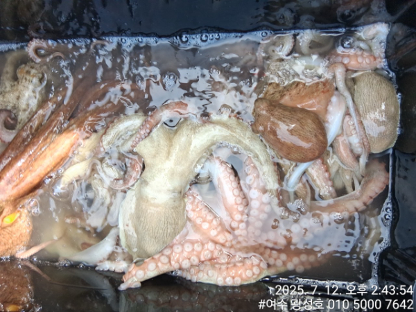 여수광성호(갈치,문어,쭈꾸미,갑오징어,한치,생활낚시)_사진_20250712_14.jpg