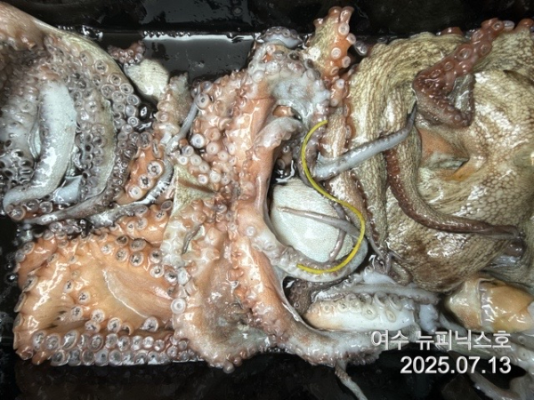 7월13일문어 (68).jpg