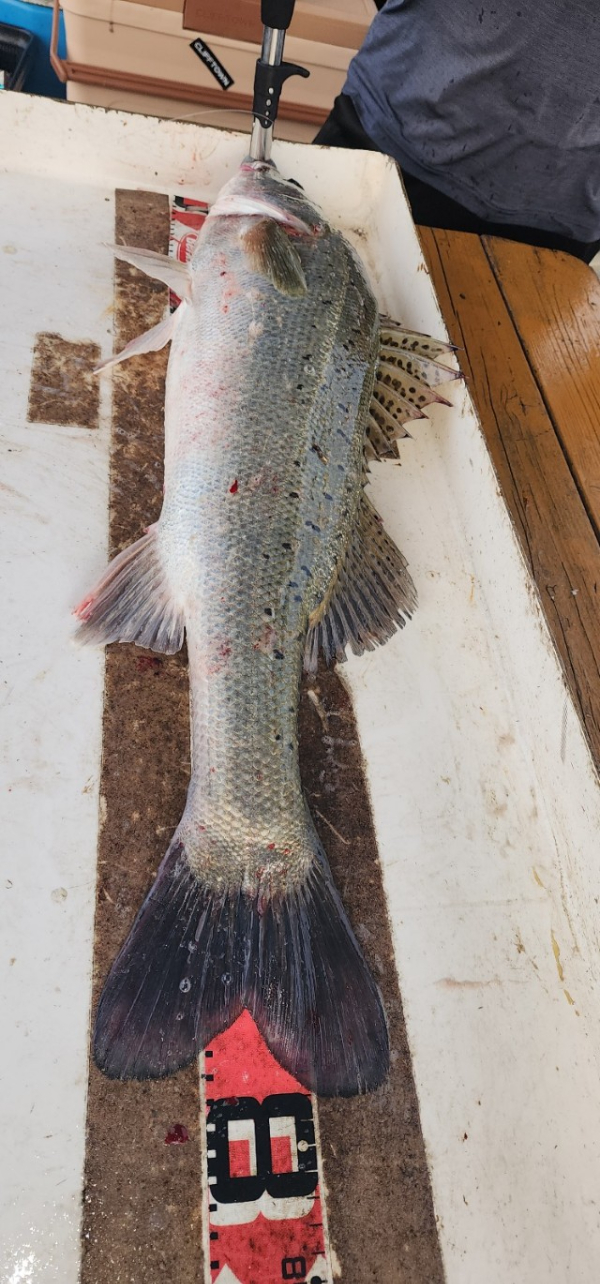 예지퀸호 농어외수질&어초낚시 경기인천권_사진_20250724_8.jpg