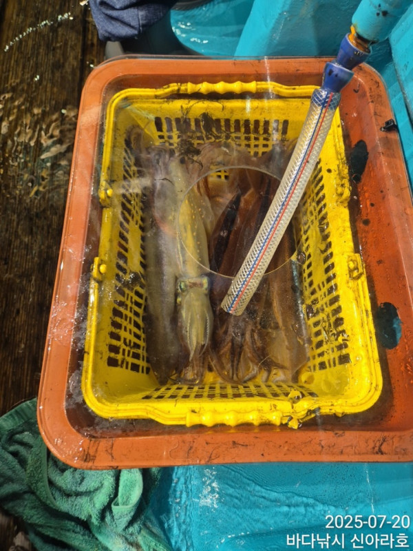 바다꾼낚시(신아라호)_사진_20250720_8.jpg