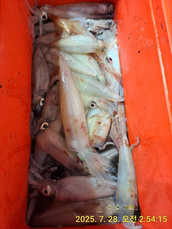 바다꾼낚시(신아라호)_사진_20250728_4.jpg