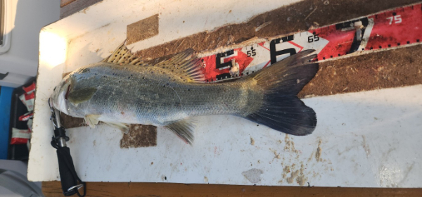 예지퀸호 농어외수질&어초낚시 경기인천권_사진_20250725_5.jpg