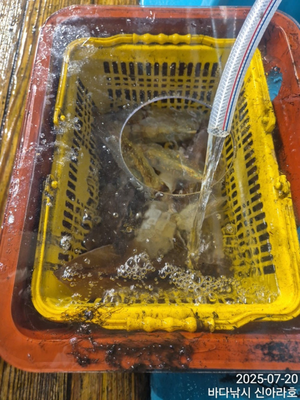바다꾼낚시(신아라호)_사진_20250720_9.jpg