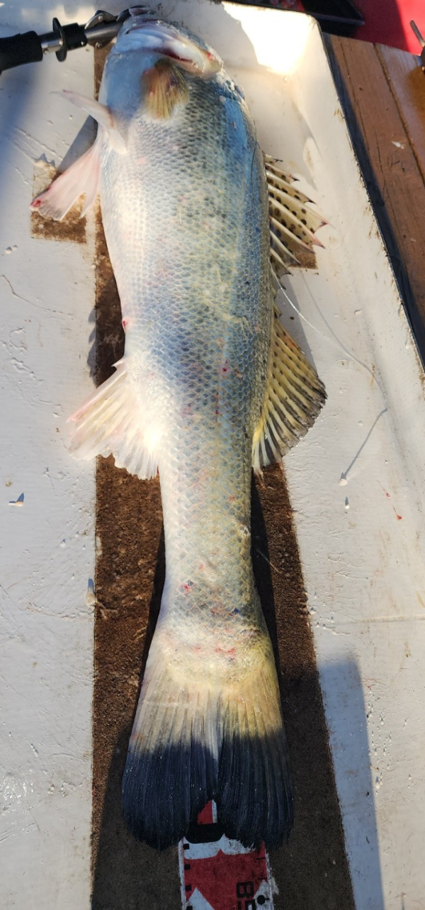 예지퀸호 농어외수질&어초낚시 경기인천권_사진_20250727_13.jpg