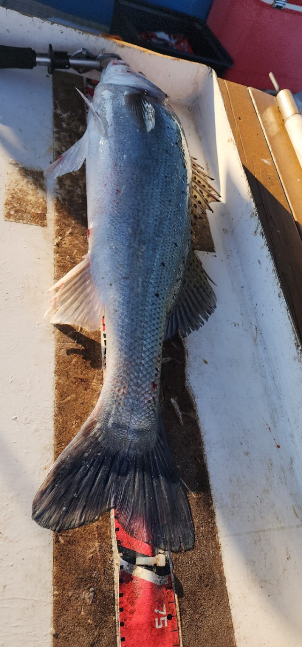 예지퀸호 농어외수질&어초낚시 경기인천권_사진_20250727_15.jpg