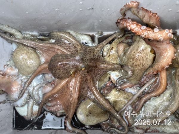 7월12일문어 (17).jpg