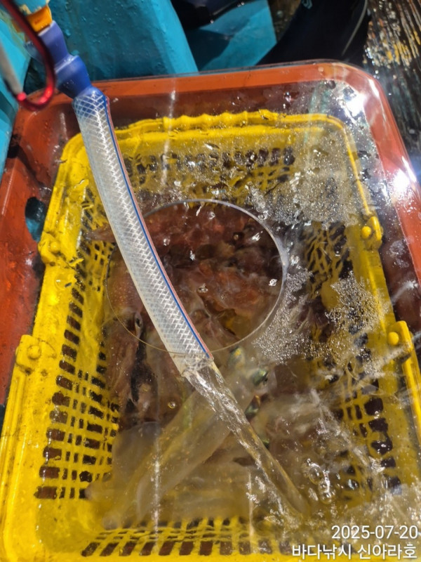 바다꾼낚시(신아라호)_사진_20250720_11.jpg