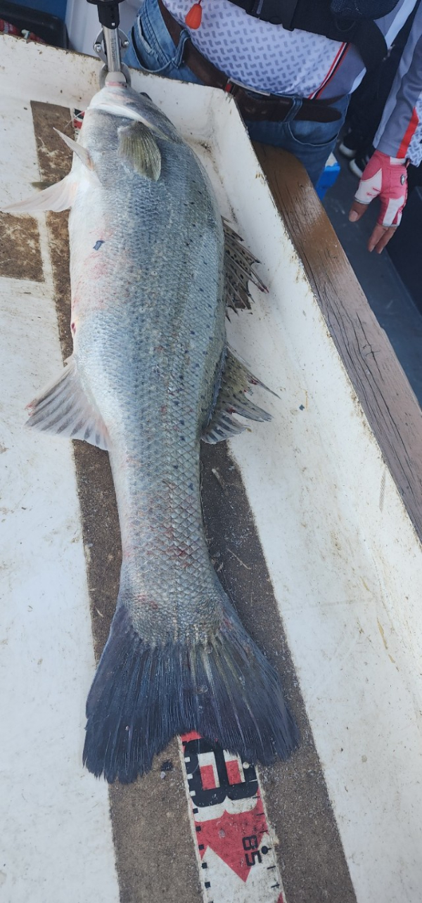 예지퀸호 농어외수질&어초낚시 경기인천권_사진_20250725_9.jpg