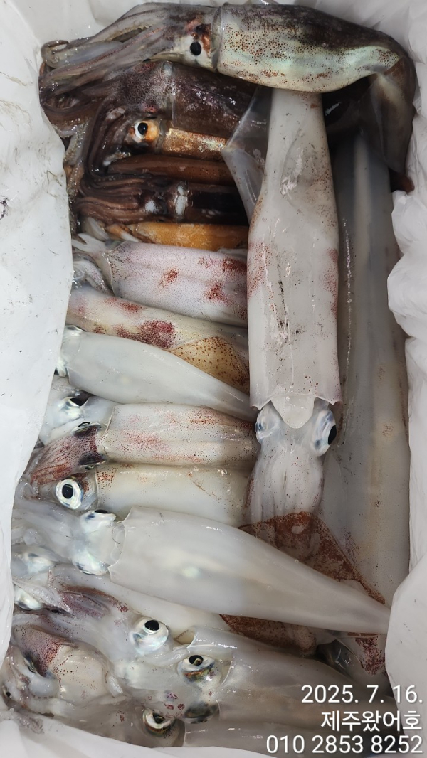 제주왔어호_사진_20250716_4.jpg