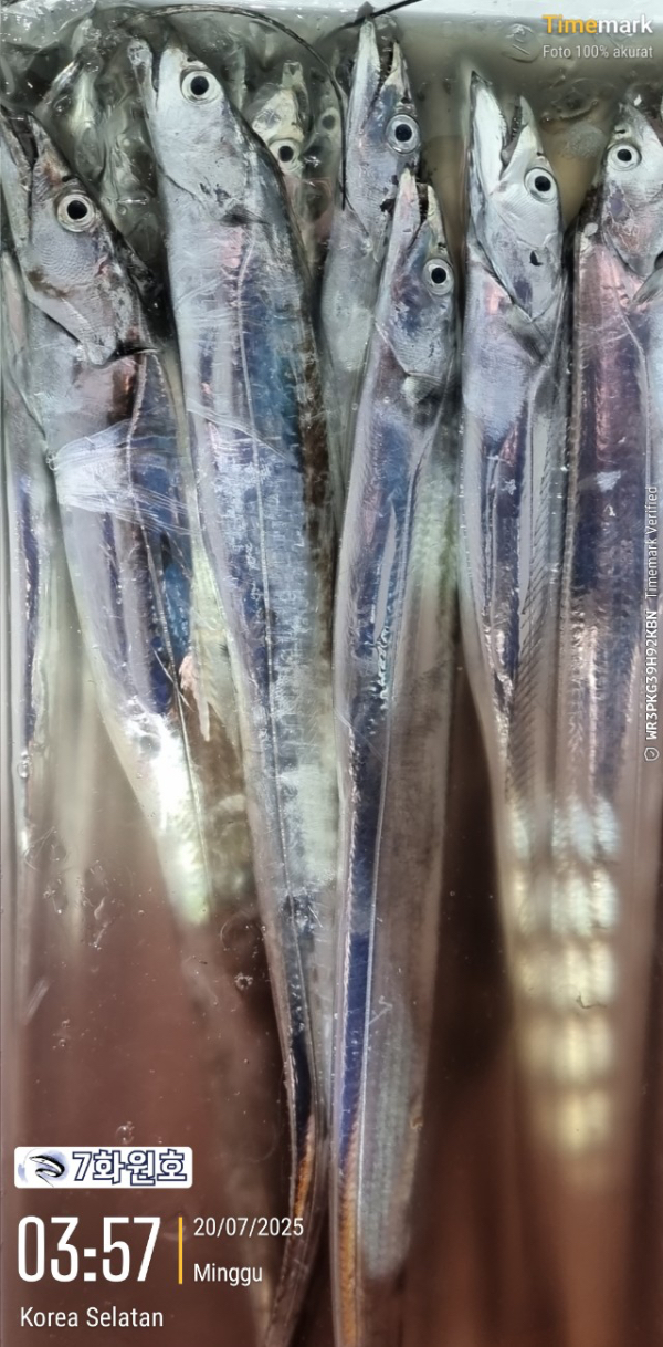 제주갈치낚시 화원호_사진_20250720_10.jpg