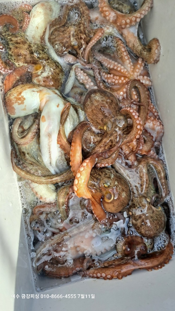 여수금강피싱_사진_20250711_16.jpg
