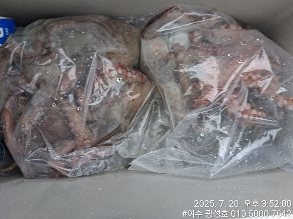 여수광성호(갈치,문어,쭈꾸미,갑오징어,한치,생활낚시)_사진_20250722_20.jpg