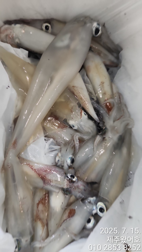 제주왔어호_사진_20250715_12.jpg