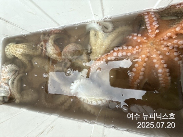 7월20일문어 (3).jpg
